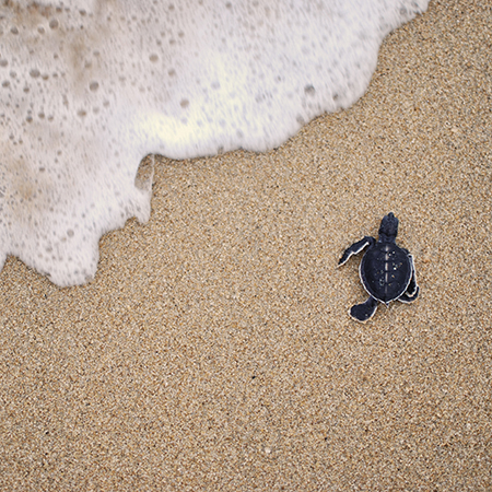 Renderplas PVC beads are turtally sustainable - Renderplas Managing Director tells us how Renderplas PVC beads are turtally sustainable - Renderplas Managing Director tells us how