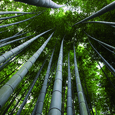Gripsure Release Bamboo Decking CPD Gripsure Release Bamboo Decking CPD