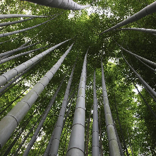 Bamboo Decking: The sustainable non-slip choice for your project Bamboo Decking: The sustainable non-slip choice for your project
