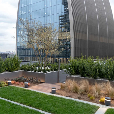 Cooling the Concrete Jungle: The Crucial Role of Green Roofs in Alleviating Urban Heat Islands Cooling the Concrete Jungle: The Crucial Role of Green Roofs in Alleviating Urban Heat Islands