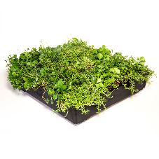 M-Tray®: A Greener Future, One Roof at a Time