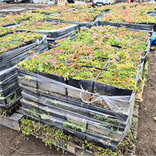 Modular Green Roofs for Smarter Water Management
