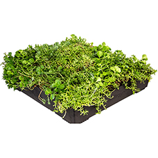 M-Trays® Modular Green Roof System
