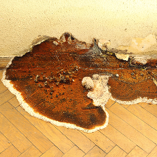 Timber Treatment Timber Treatment