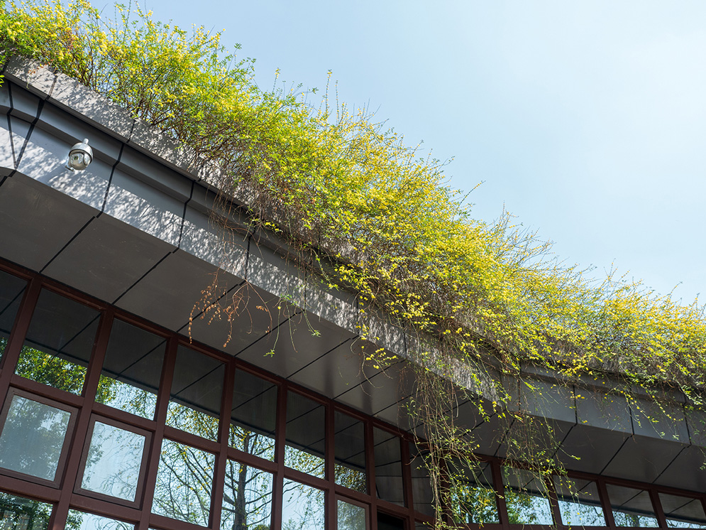 Green Roofs