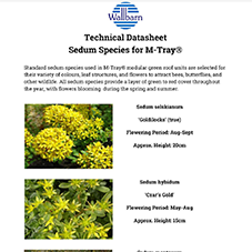 Sedum Species List for M-Tray®